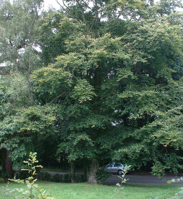 One of the many trees